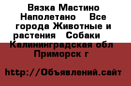 Вязка Мастино Наполетано  - Все города Животные и растения » Собаки   . Калининградская обл.,Приморск г.